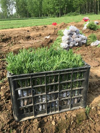 環保迷迭香苗木